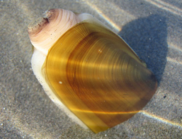 Razor Clam